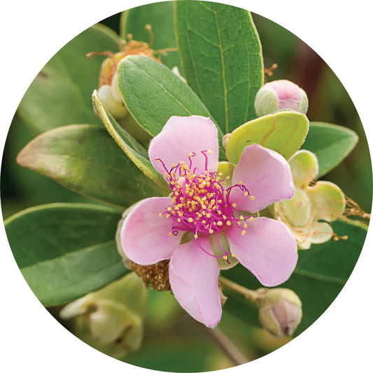 LIVING LIBATIONS Australian Rose Essential Oil 2.5