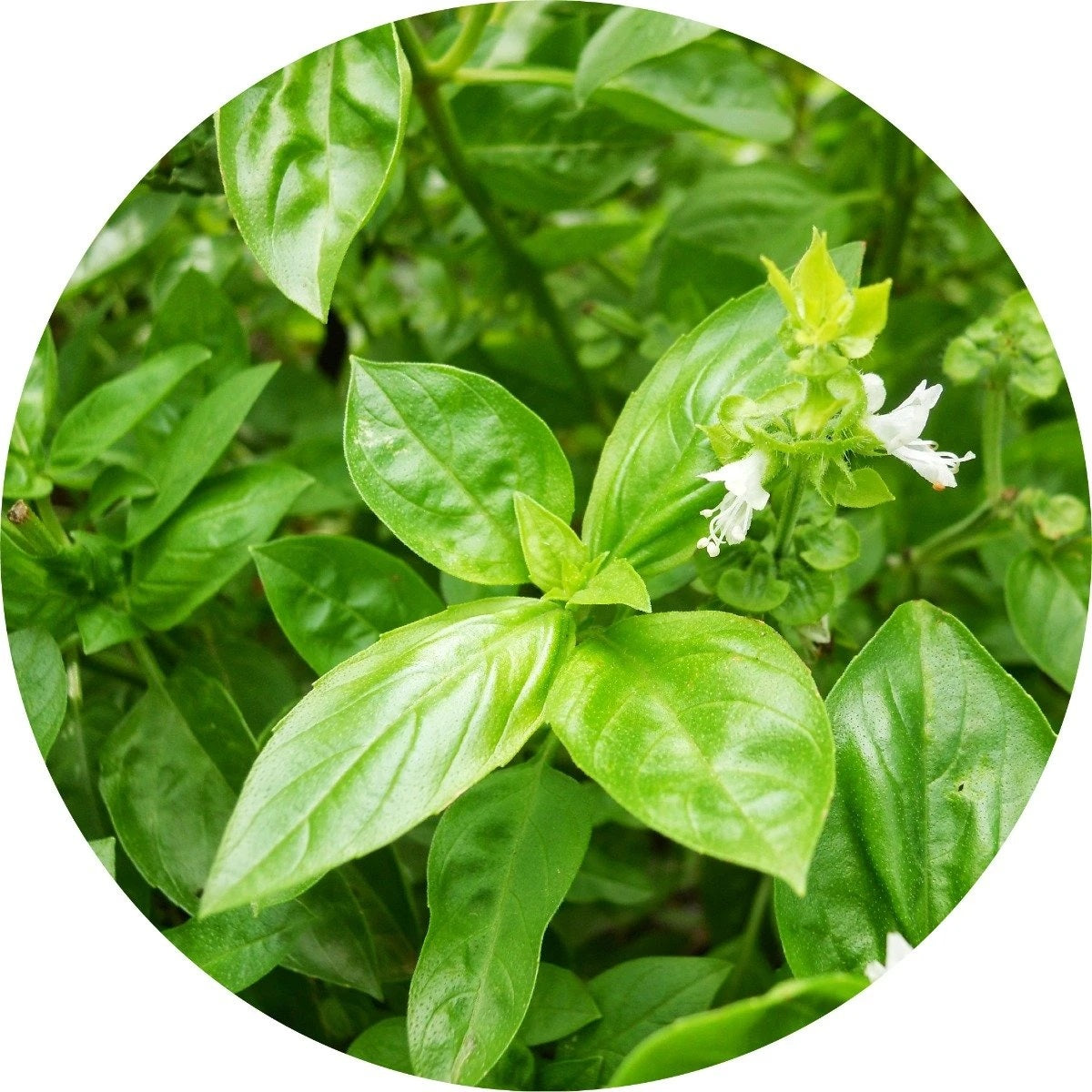 LIVING LIBATIONS Basil Essential Oil 5 15