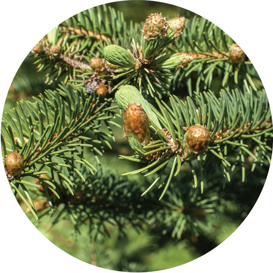 LIVING LIBATIONS Christmas Tree Essential Oil 5