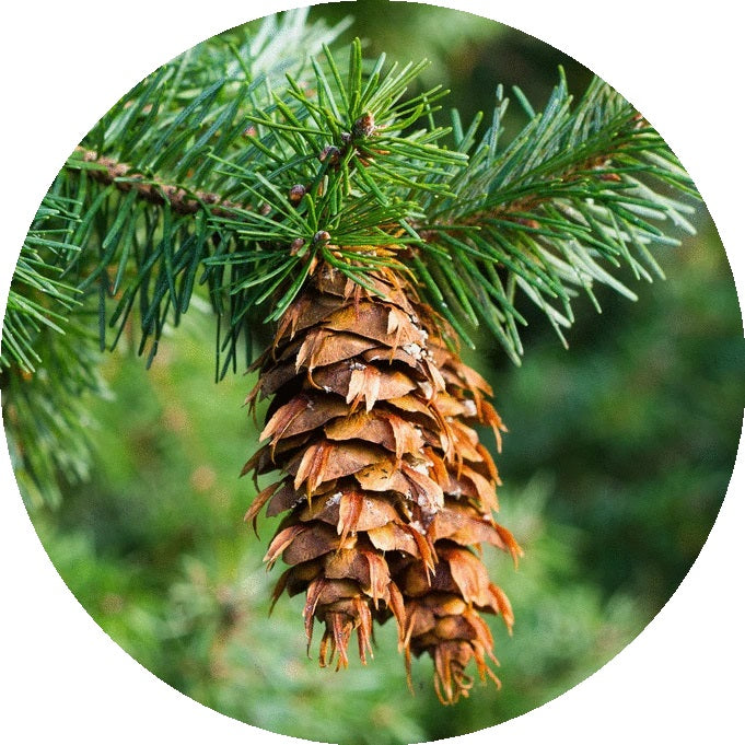 LIVING LIBATIONS Douglas Fir Essential Oil 5 15