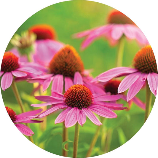 LIVING LIBATIONS Echinacea Essential Oil 5 15