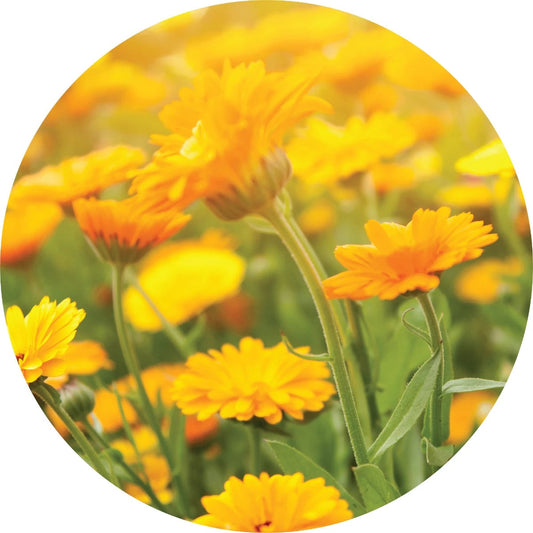 LIVING LIBATIONS Calendula Essential Oil 5 15