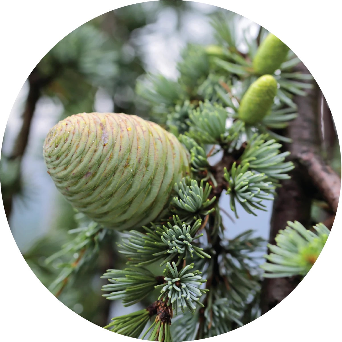 LIVING LIBATIONS French Cedar Essential Oil 5 15