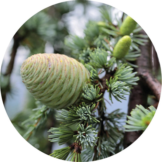 LIVING LIBATIONS French Cedar Essential Oil 5 15