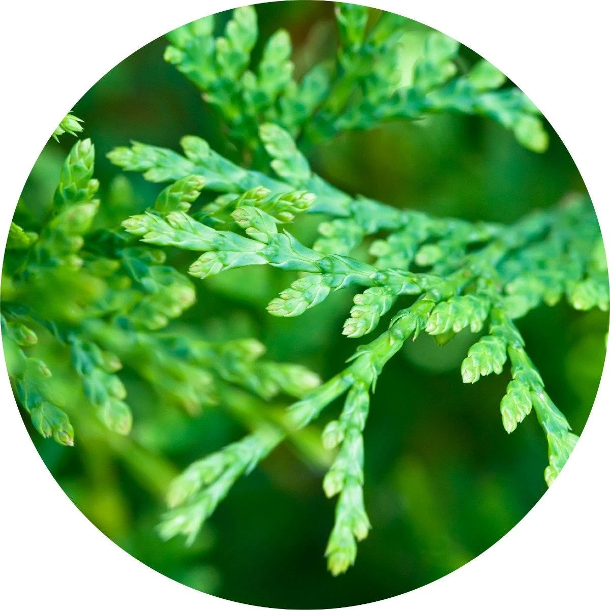 LIVING LIBATIONS Red Cedar Leaf Essential Oil 5 15