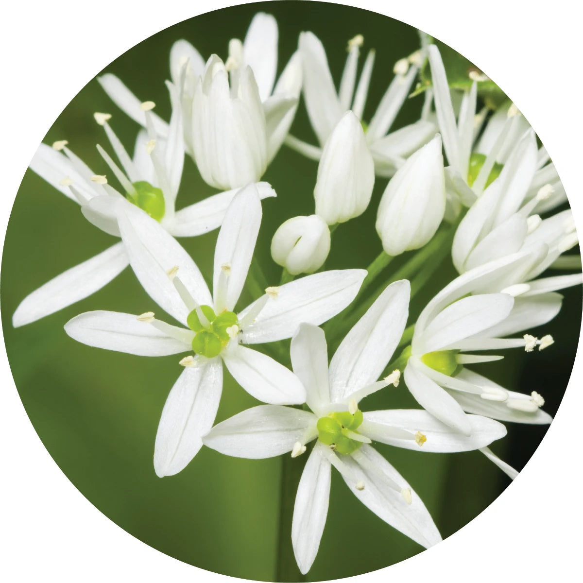 LIVING LIBATIONS Garlic Essential Oil 5 15