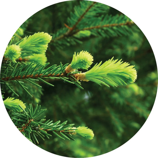 LIVING LIBATIONS Grand Fir Essential Oil 5 15