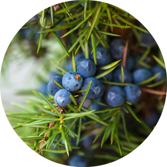 LIVING LIBATIONS Juniper Berry Essential Oil 5 15