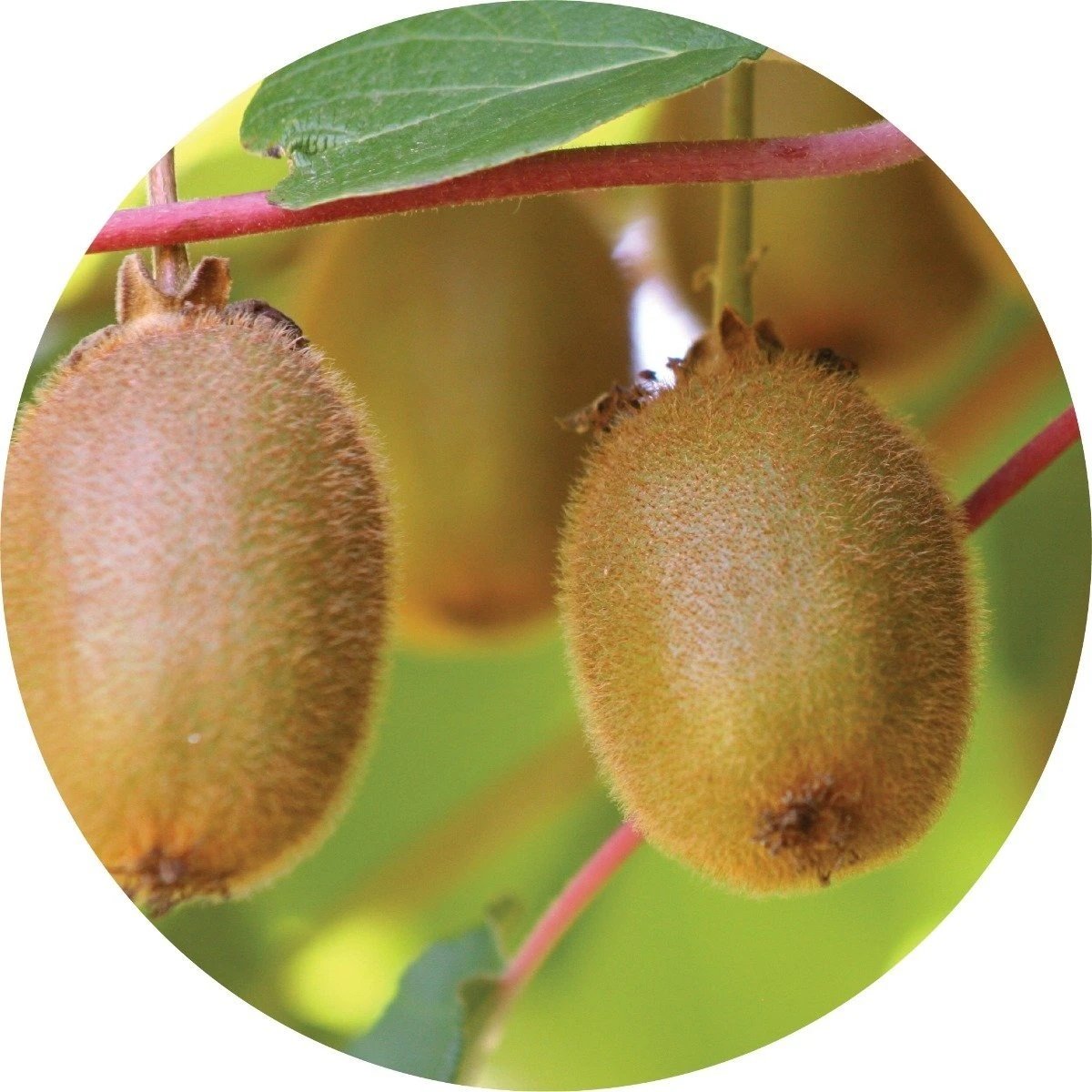 LIVING LIBATIONS Kiwi Seed Essential Oil