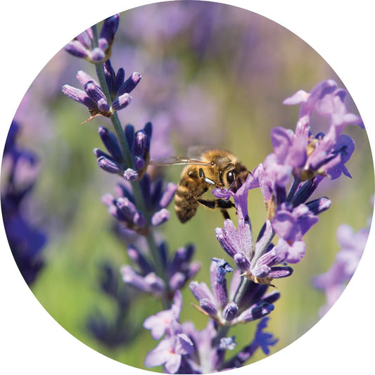 LIVING LIBATIONS Lavender Essential Oil 5 15