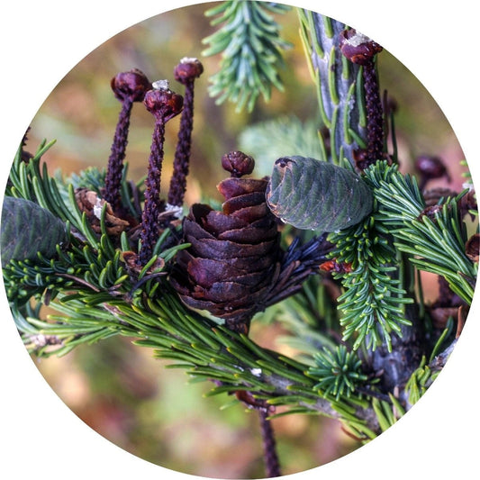 LIVING LIBATIONS Siberian Fir Essential Oil 5 15