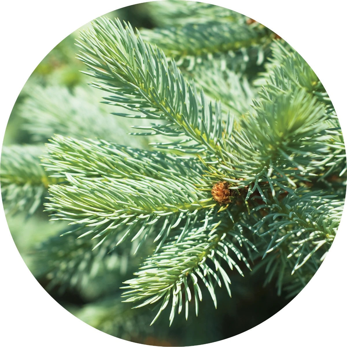 LIVING LIBATIONS Silver Fir Essential Oil 5 15