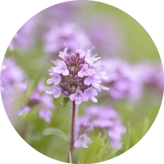 LIVING LIBATIONS Sweet Thyme Essential Oil 5 15